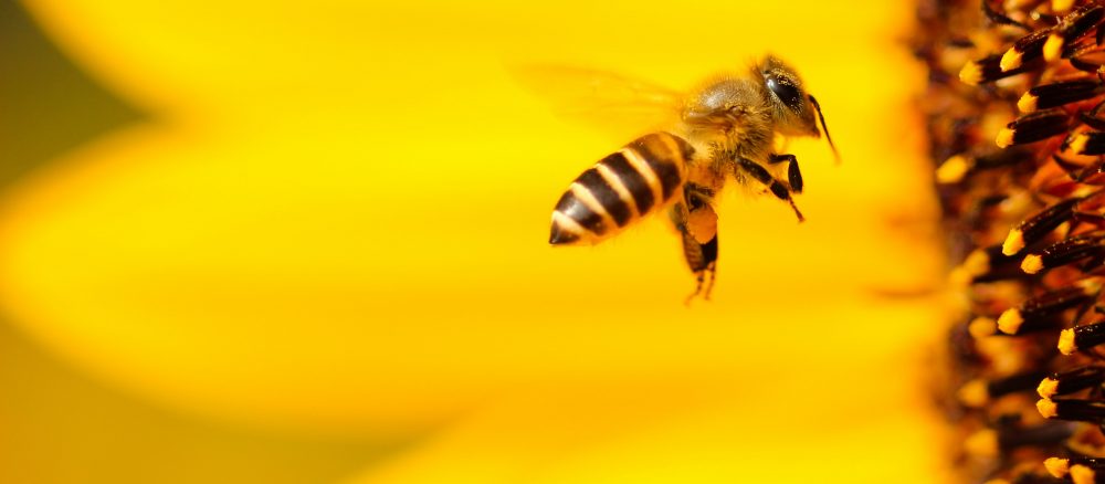 Saving bees